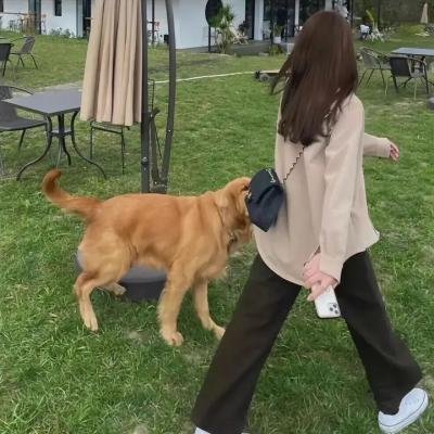 蛛网屋